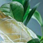 Serum forcues, kundra rënies së flokëve 75ml - Figura 4