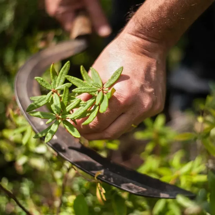 Serum ribalancues dhe anti-oksidant 30 ml - Figura 7