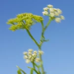 Sapun për duart me alga 80gr. - Figura 3