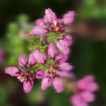 Krem për duart me Meadow 30ml - Figura 3