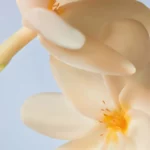 Shampo e koncentruar Monoi 100ml - Figura 3